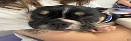 Mixed Breed dogs for sale: Capt. Jack Sparrow - Ad 6
