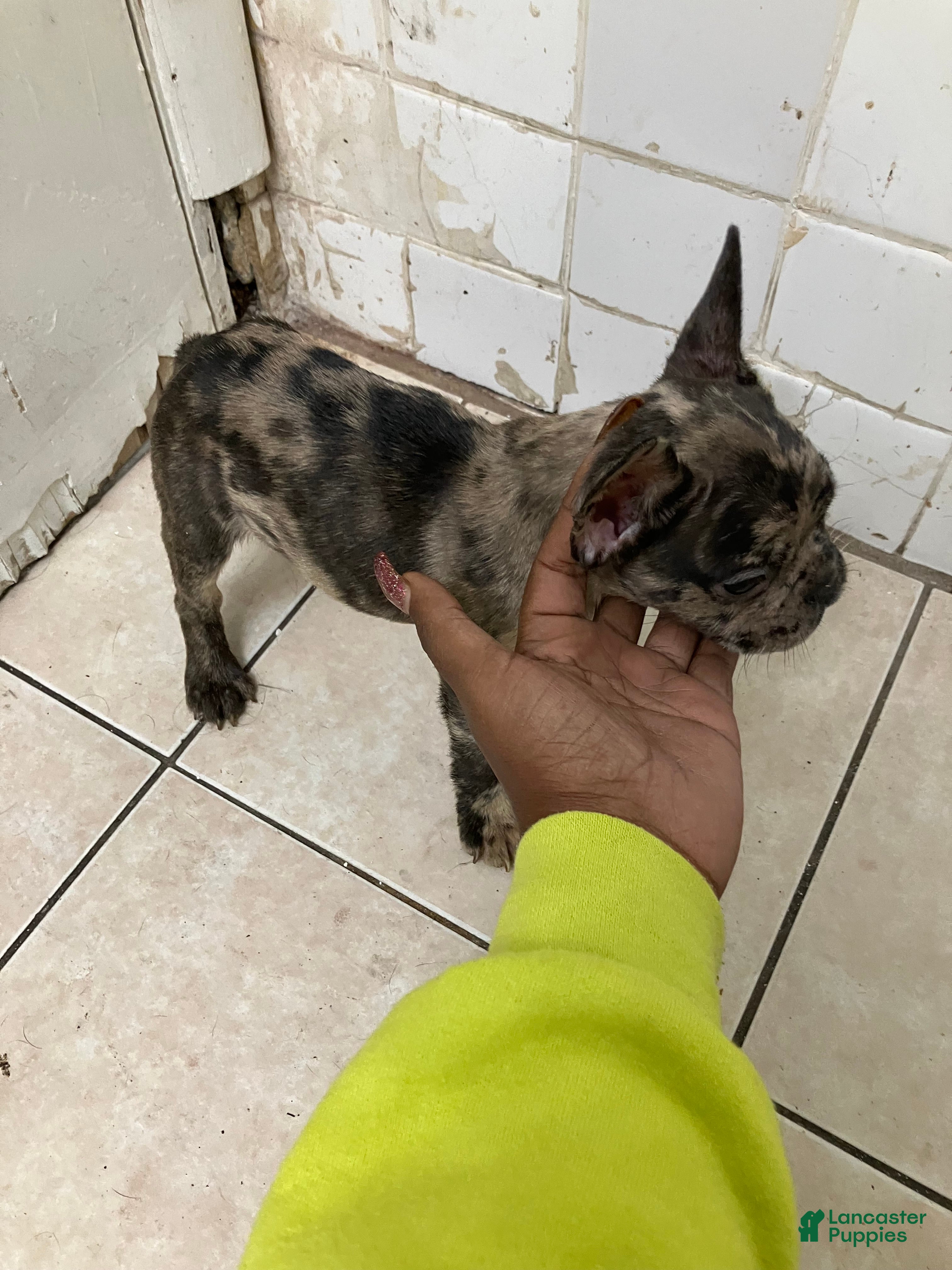 French Bulldog dogs for sale: French Bulldog 3 - Ad 2