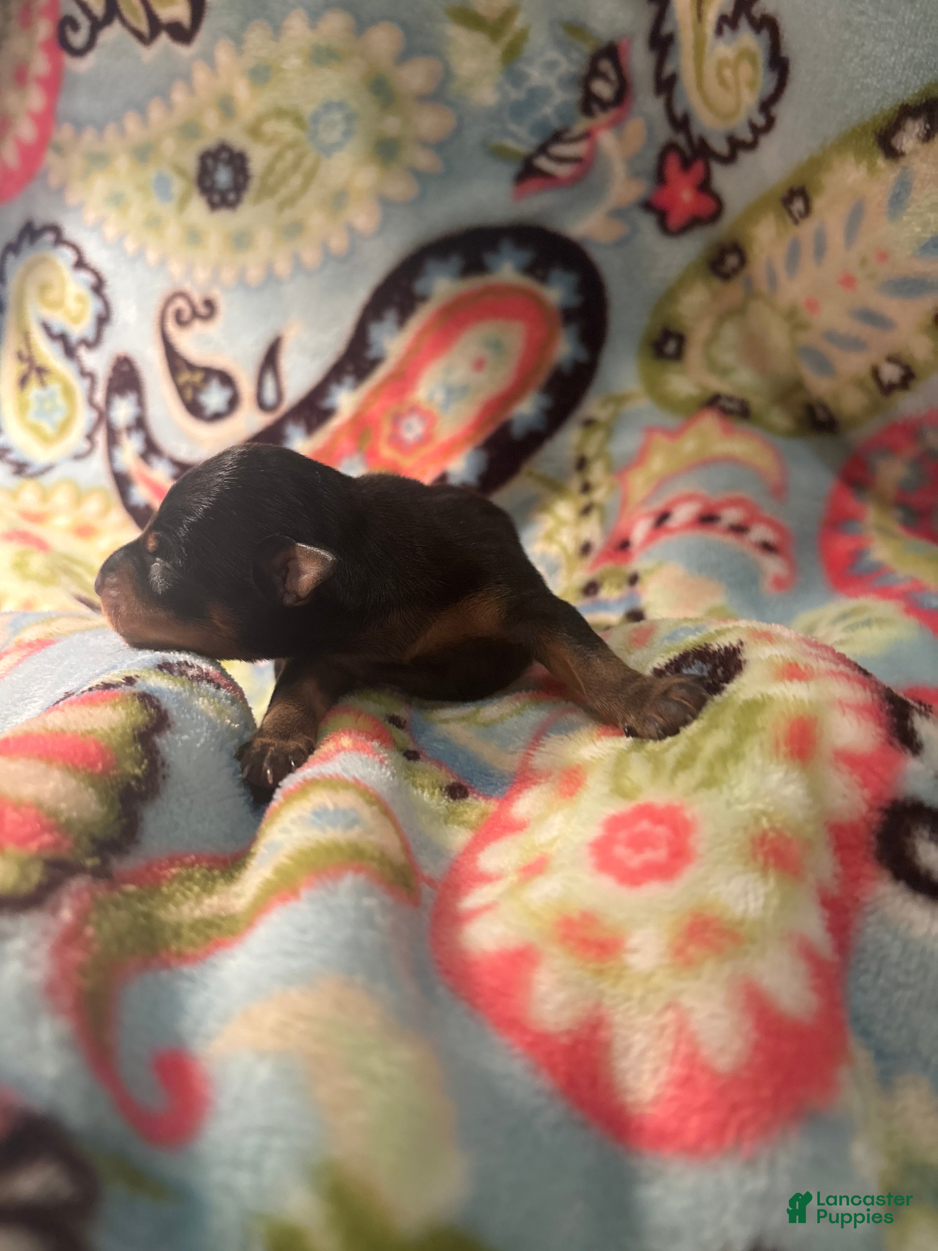 Miniature Pinscher dogs Toffee - Ad 2