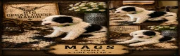 Sheepadoodle dogs for sale: Mags - Ad 1