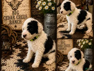 Sheepadoodle dogs Mags - Ad 28