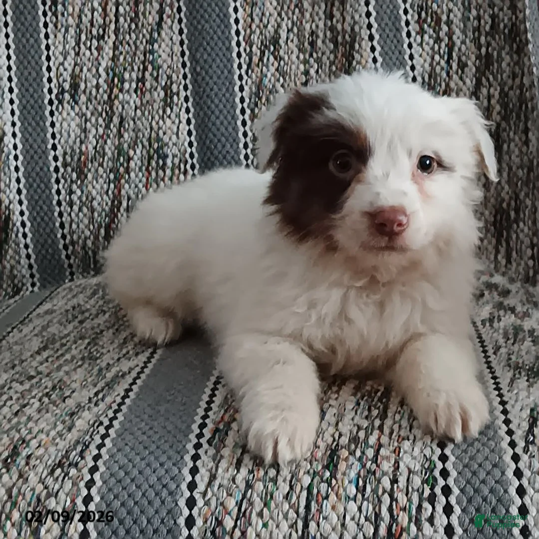 Miniature Australian Shepherd dogs for sale: Maple   - Ad 4
