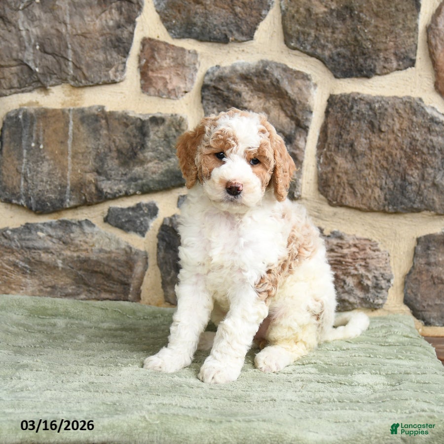 Goldendoodle dogs Jeanette - Ad 1