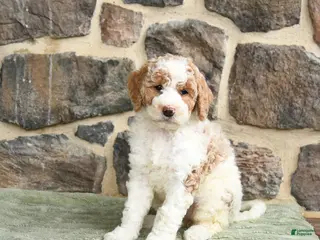 Goldendoodle dogs for sale: Jeanette - Ad 3