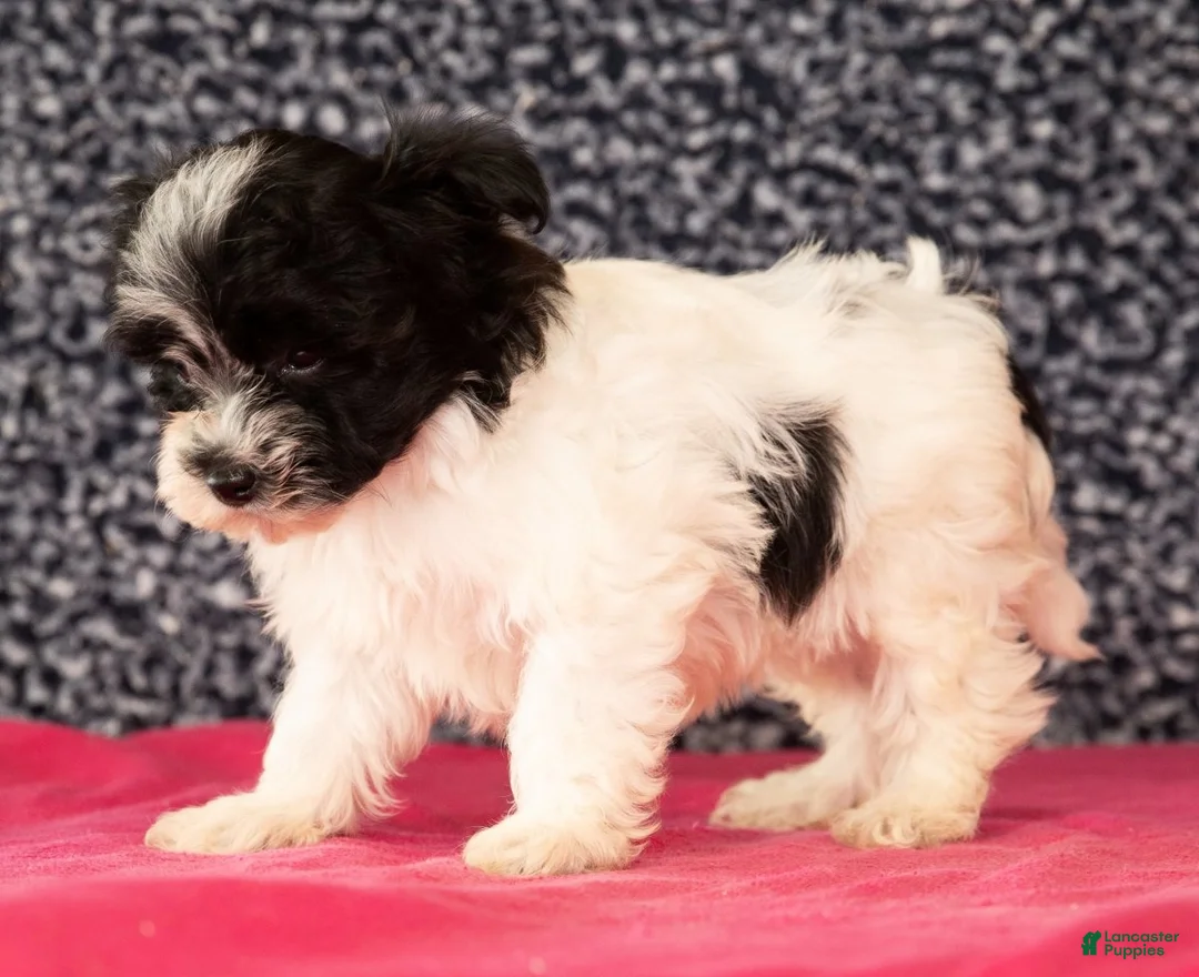 Havapoo dogs for sale: Gabe - Ad 9