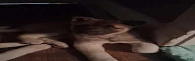 Akita 4