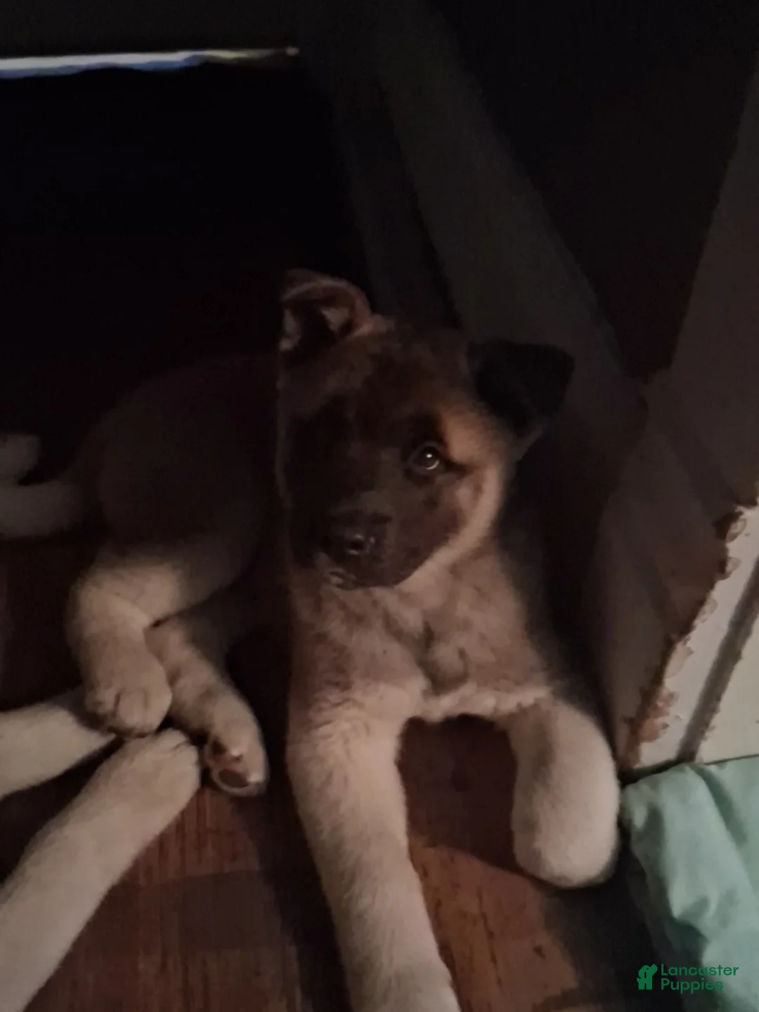 Akita dogs for sale: Akita 4 - Ad 1
