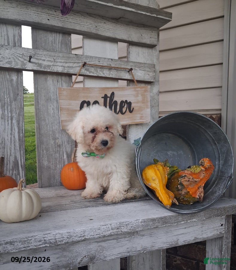 Bichpoo dogs Katie - Ad 2
