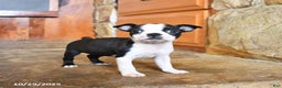 Boston Terrier dogs for sale: Jemma - Ad 6