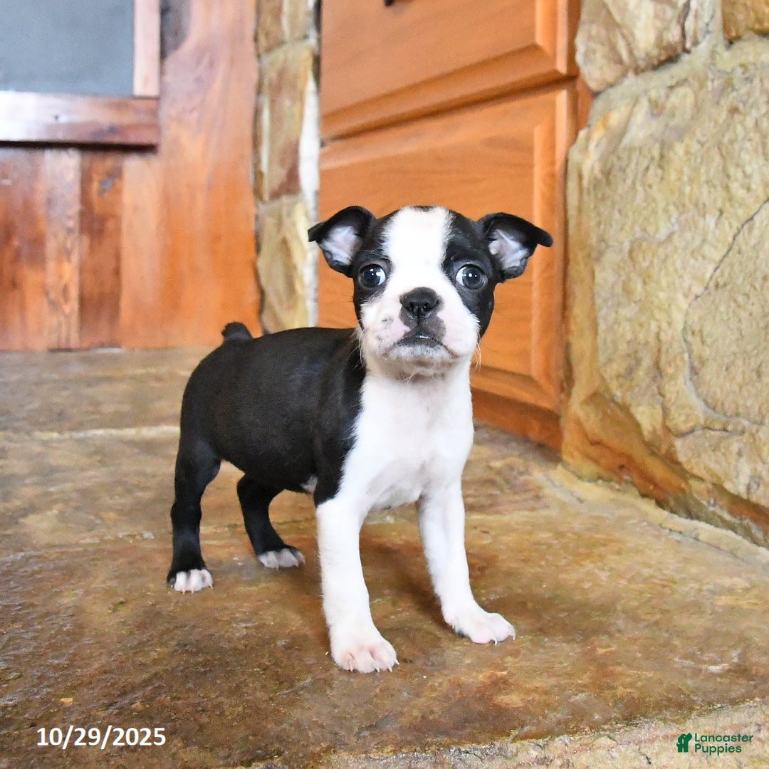 Boston Terrier dogs for sale: Jemma - Ad 6