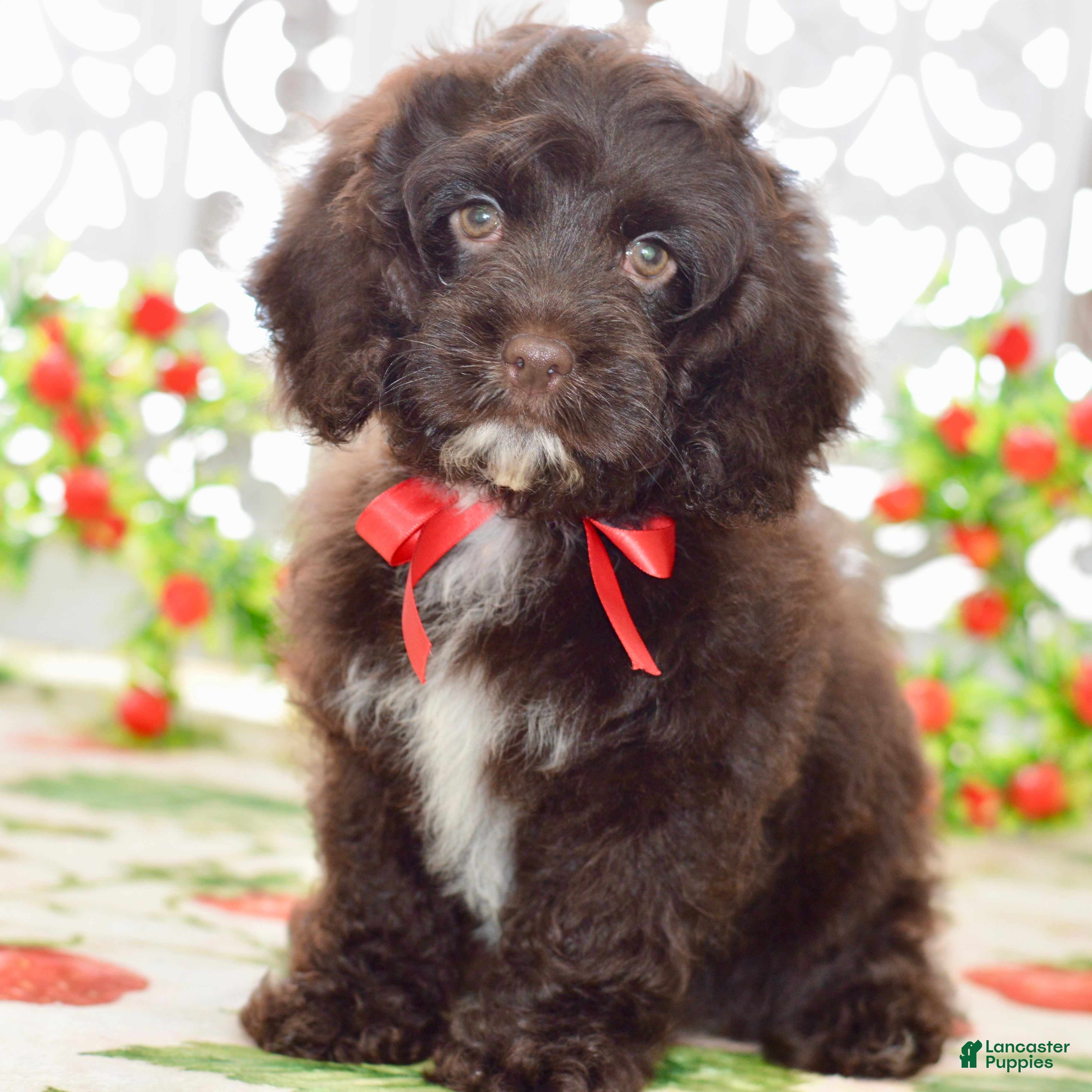 Cockapoo dogs Claudia - Ad 2