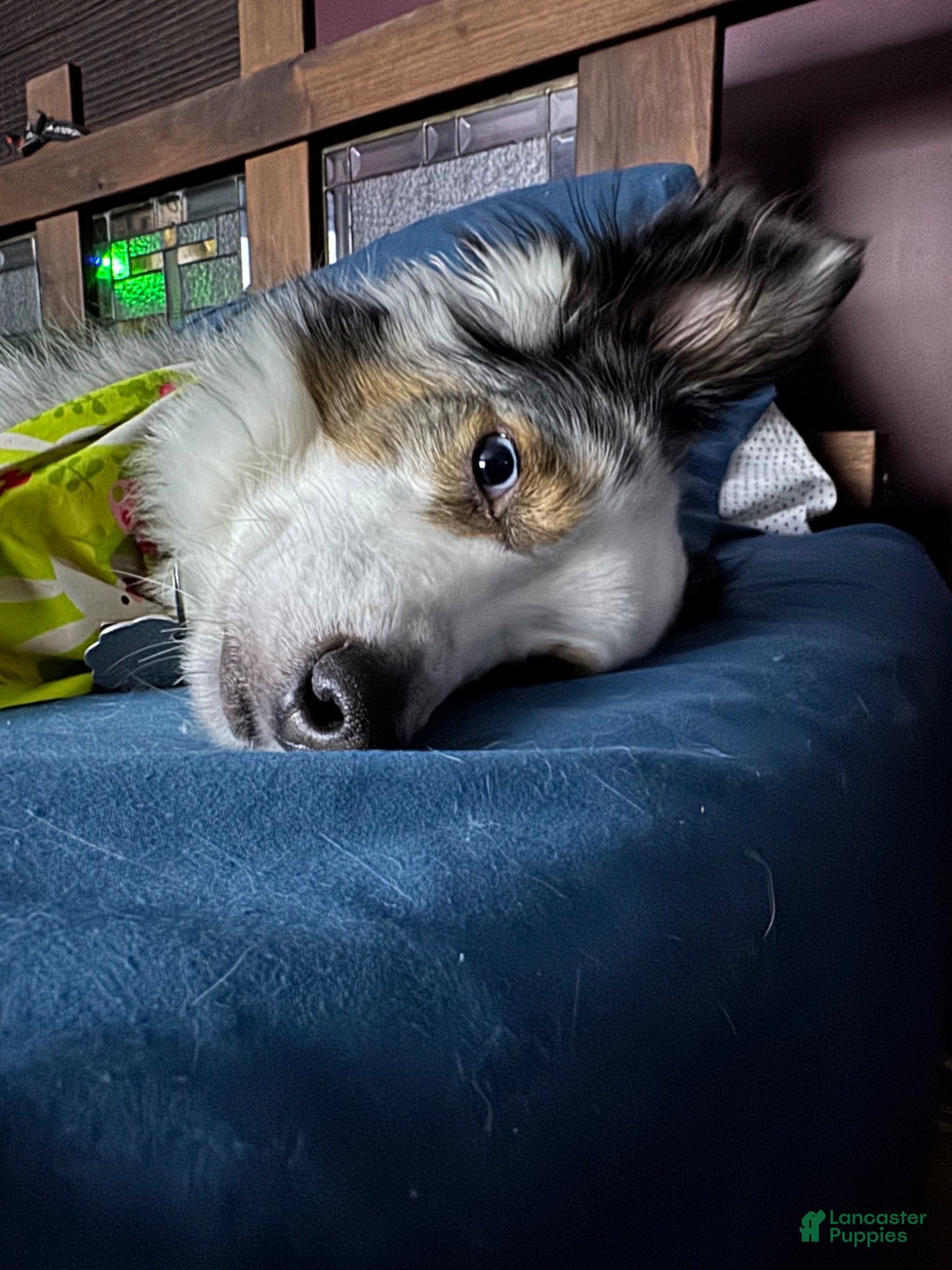 Miniature Australian Shepherd dogs Rocket  - Ad 2