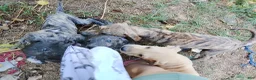 Great Dane dogs for sale: Great Dane 4 - Ad 10
