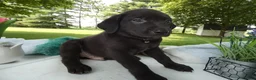 Sheprador dogs for sale: Sheprador 5 Rolly - Ad 4