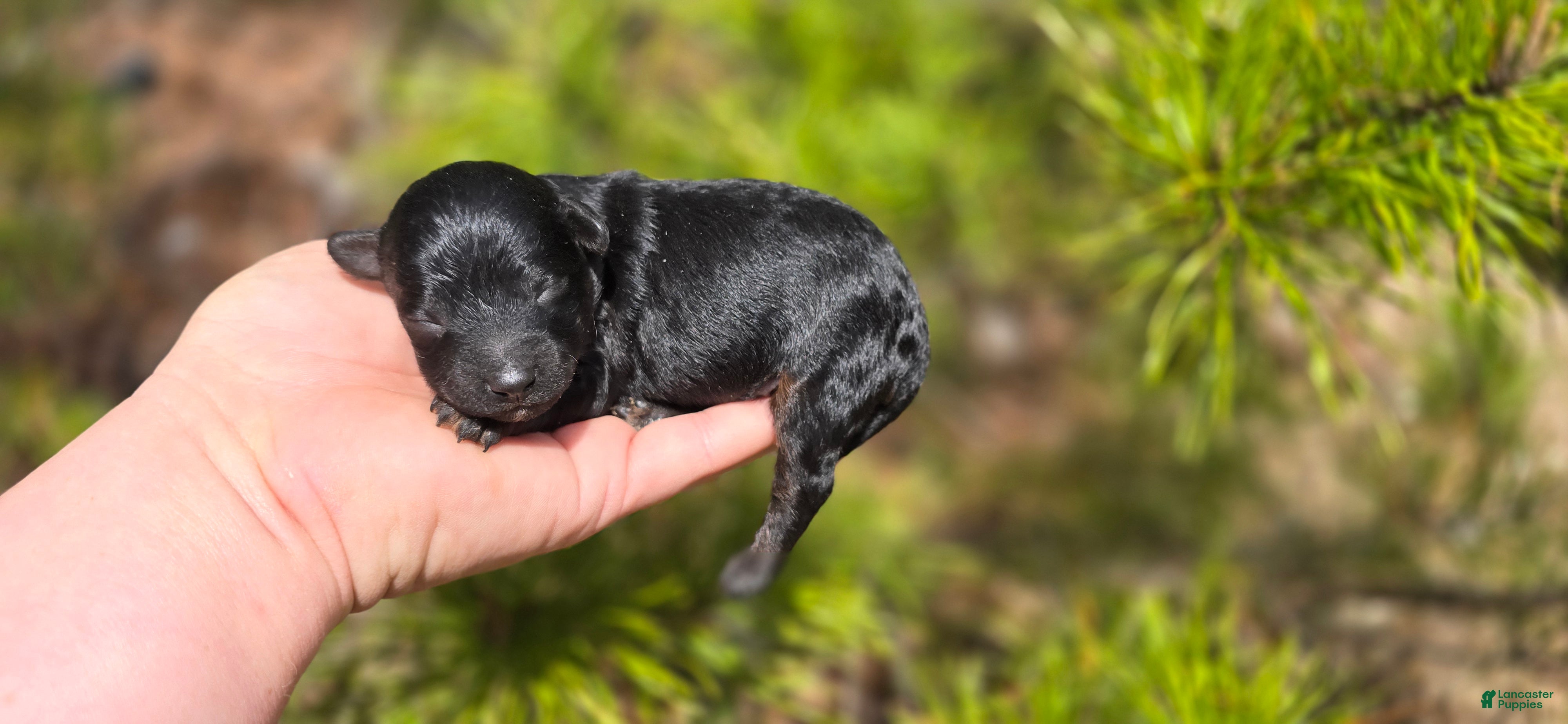 Maltipoo dogs Paddy - Ad 39