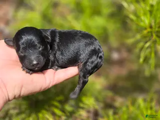 Maltipoo dogs Paddy - Ad 39