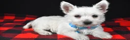 West Highland Terrier dogs for sale: Timmy - Ad 4