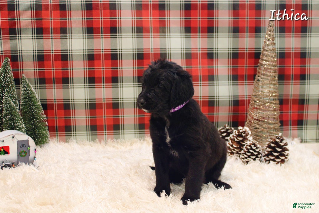 Mixed Breed dogs for sale: Ithica - Ad 1