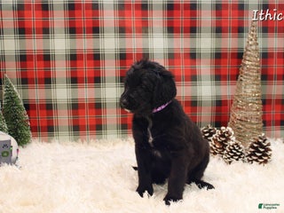 Mixed Breed dogs Ithica - Ad 38