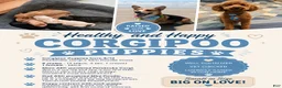 Corgipoo dogs for sale: Corgipoo 1. Gaston - Ad 6