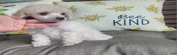 Miniature Poodle dogs for sale: Rosco - Ad 4