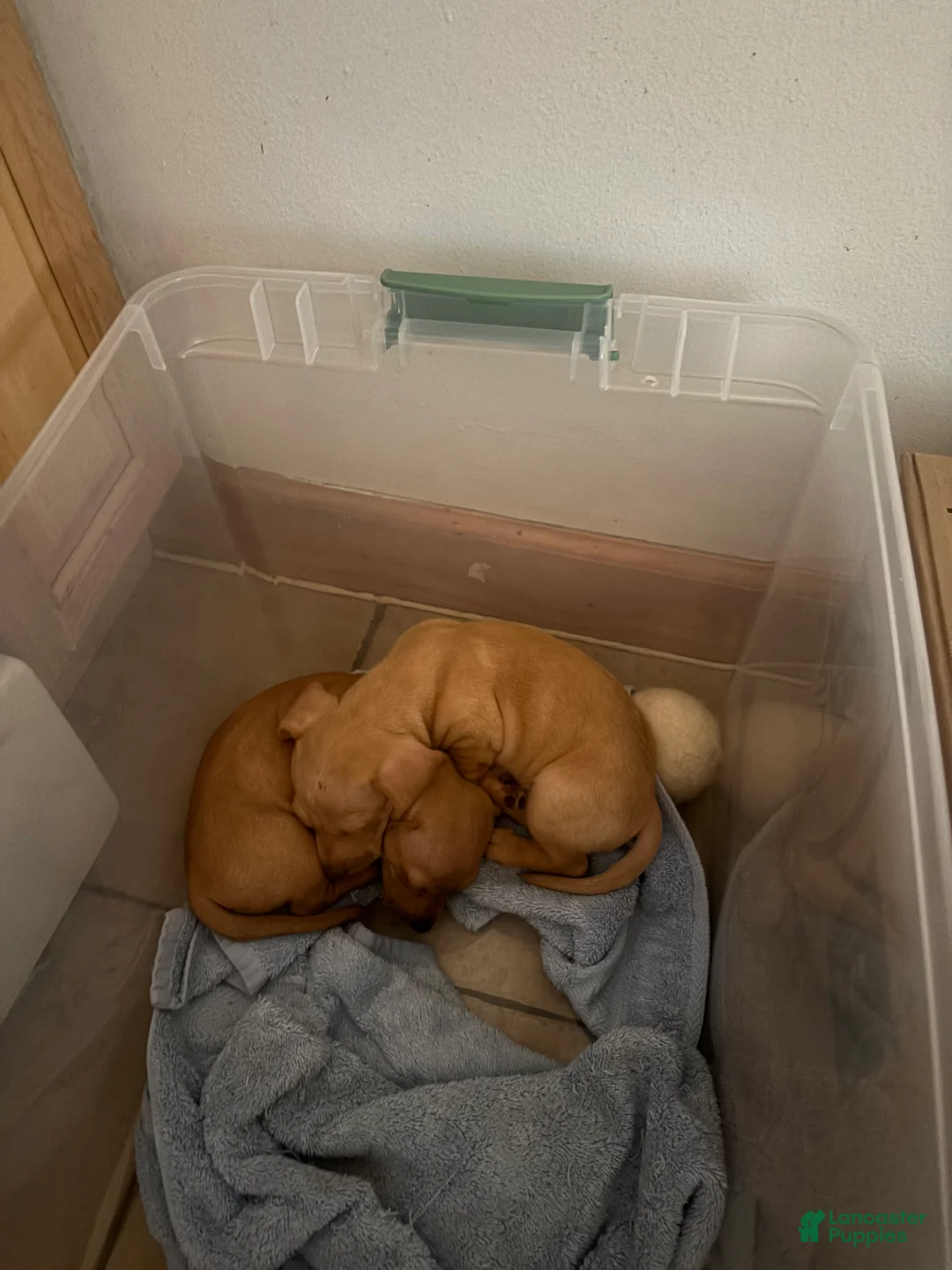 Mixed Breed dogs for sale: Mixed Breed 1 - Ad 2