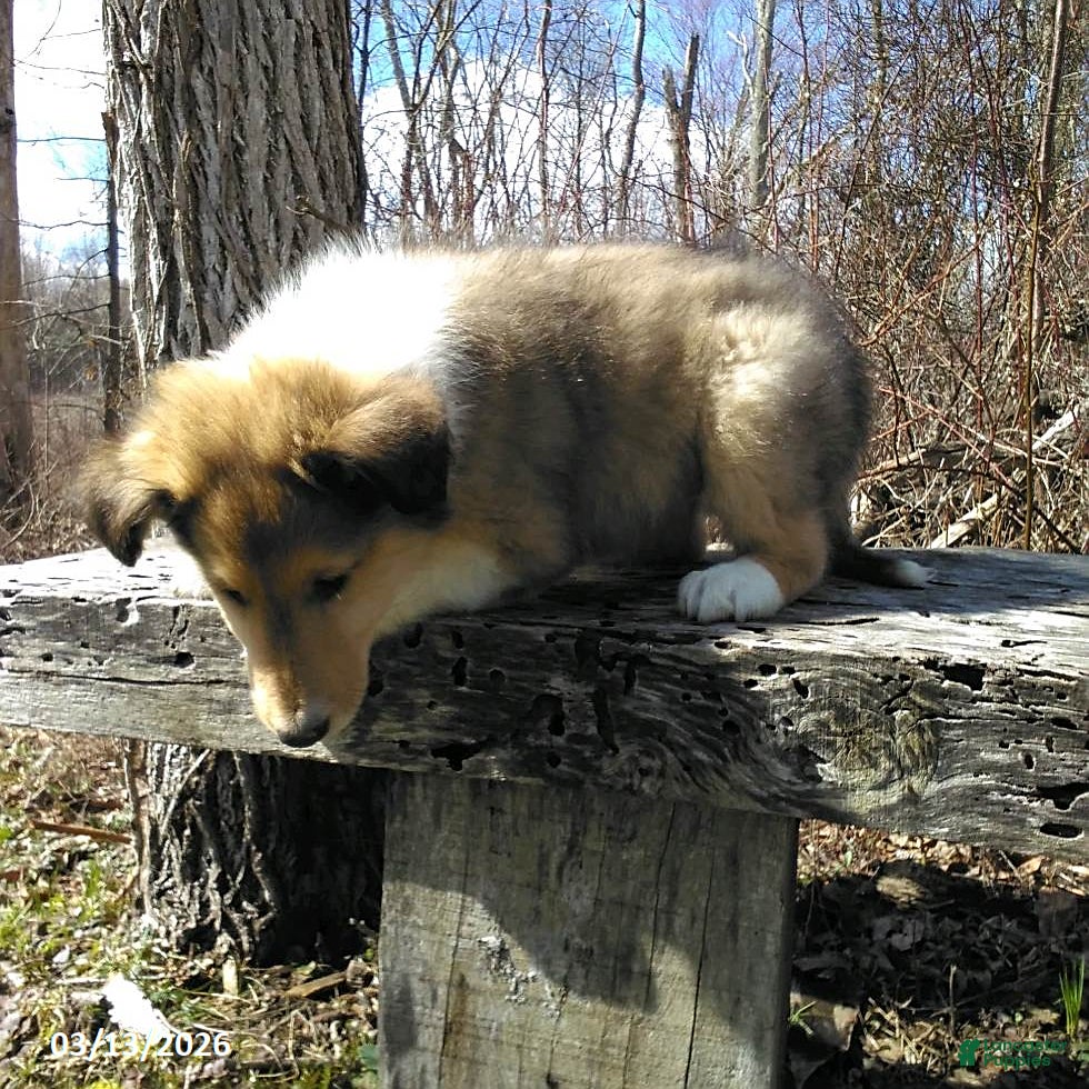 Collie dogs Snickers - Ad 2