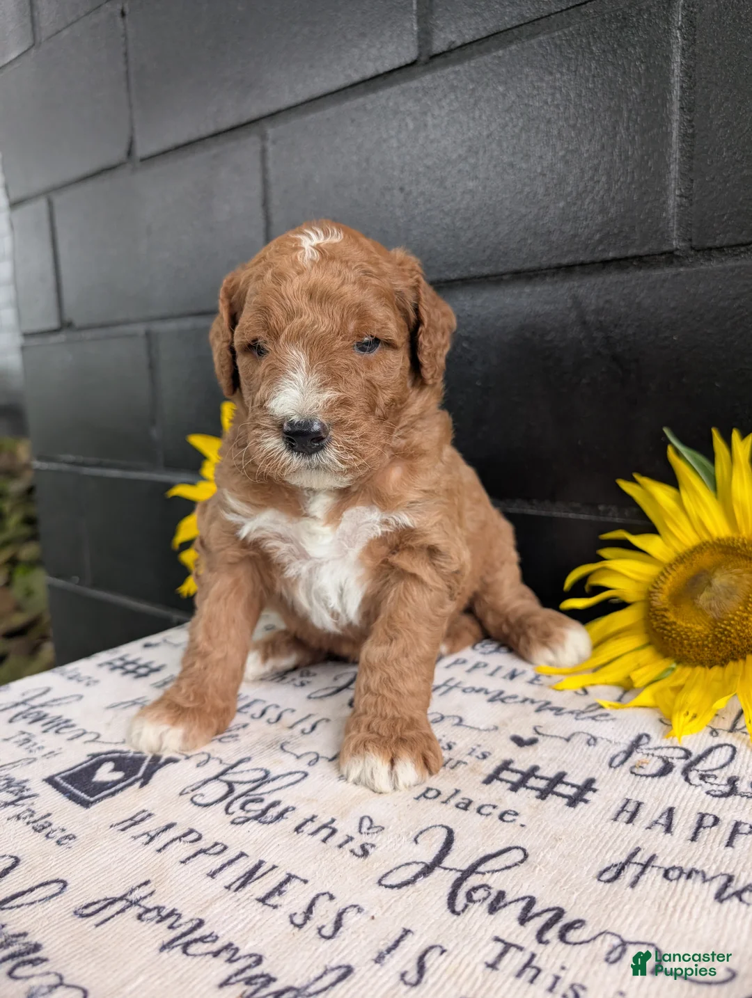 Goldendoodle dogs for sale: Lela  - Ad 1