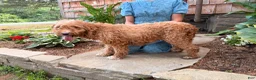 Mini Goldendoodle dogs for sale: Dixie - Ad 6