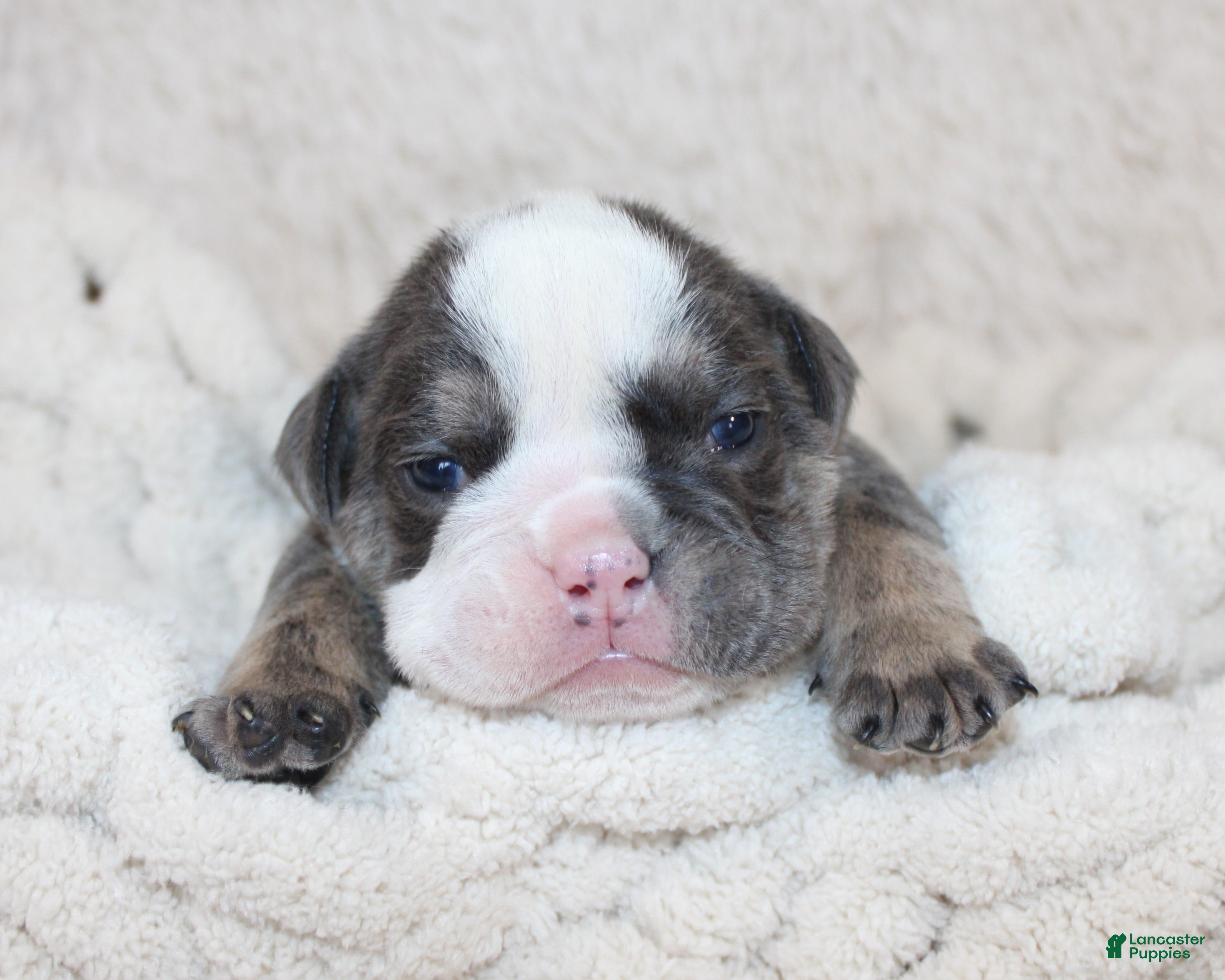 English Bulldog dogs Stella - Ad 2