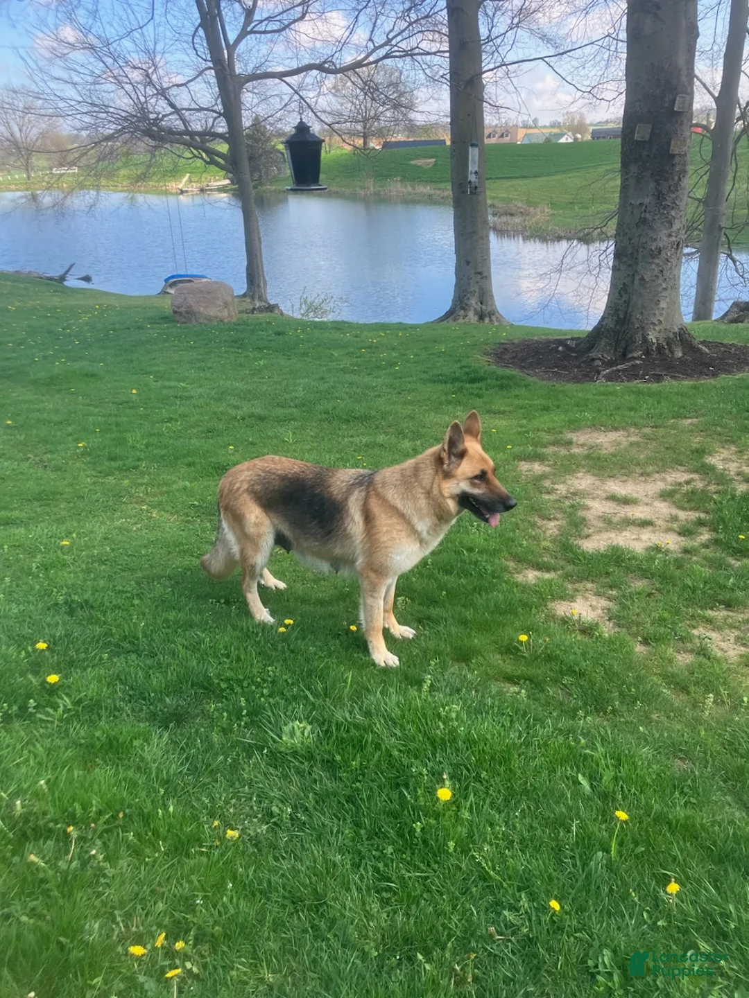 German Shepherd dogs for sale: Max - Ad 6
