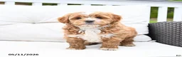 Mixed Breed dogs for sale: Peppermint - Ad 3
