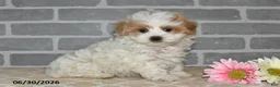 Maltipoo dogs for sale: Lenny - Ad 3