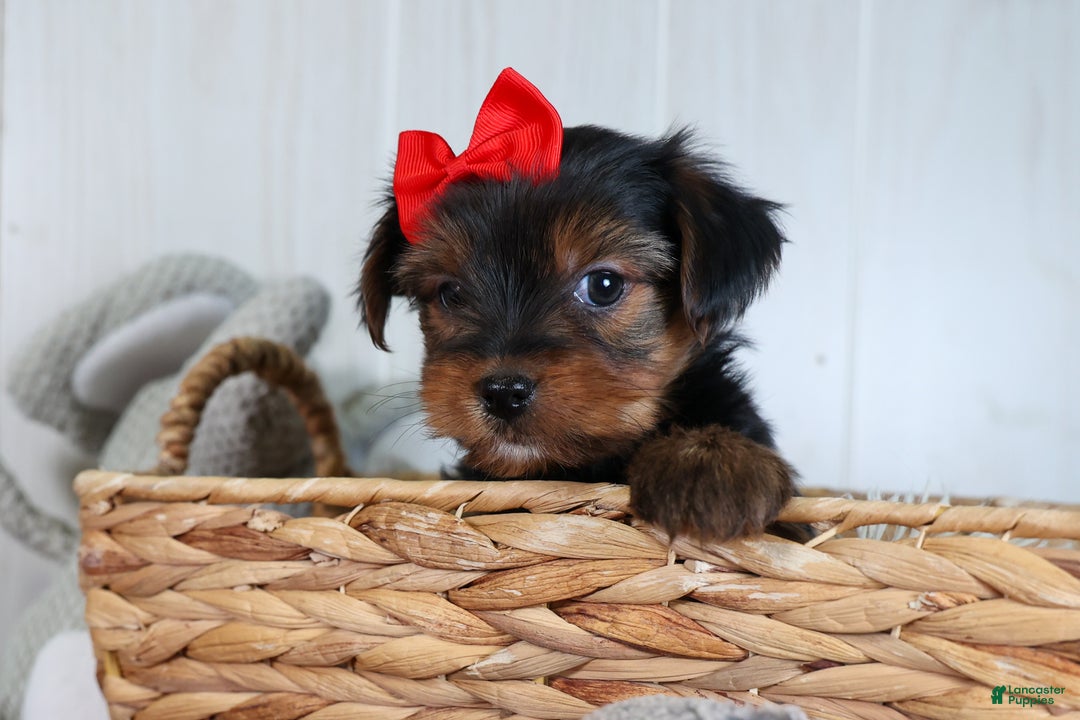 Yorkshire Terrier dogs for sale: CODY - Ad 19