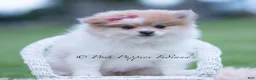 Pomeranian dogs for sale: Precious - Ad 5