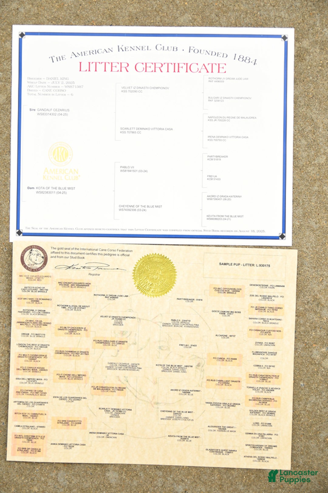 Cane Corso dogs for sale: Lance  - Ad 23