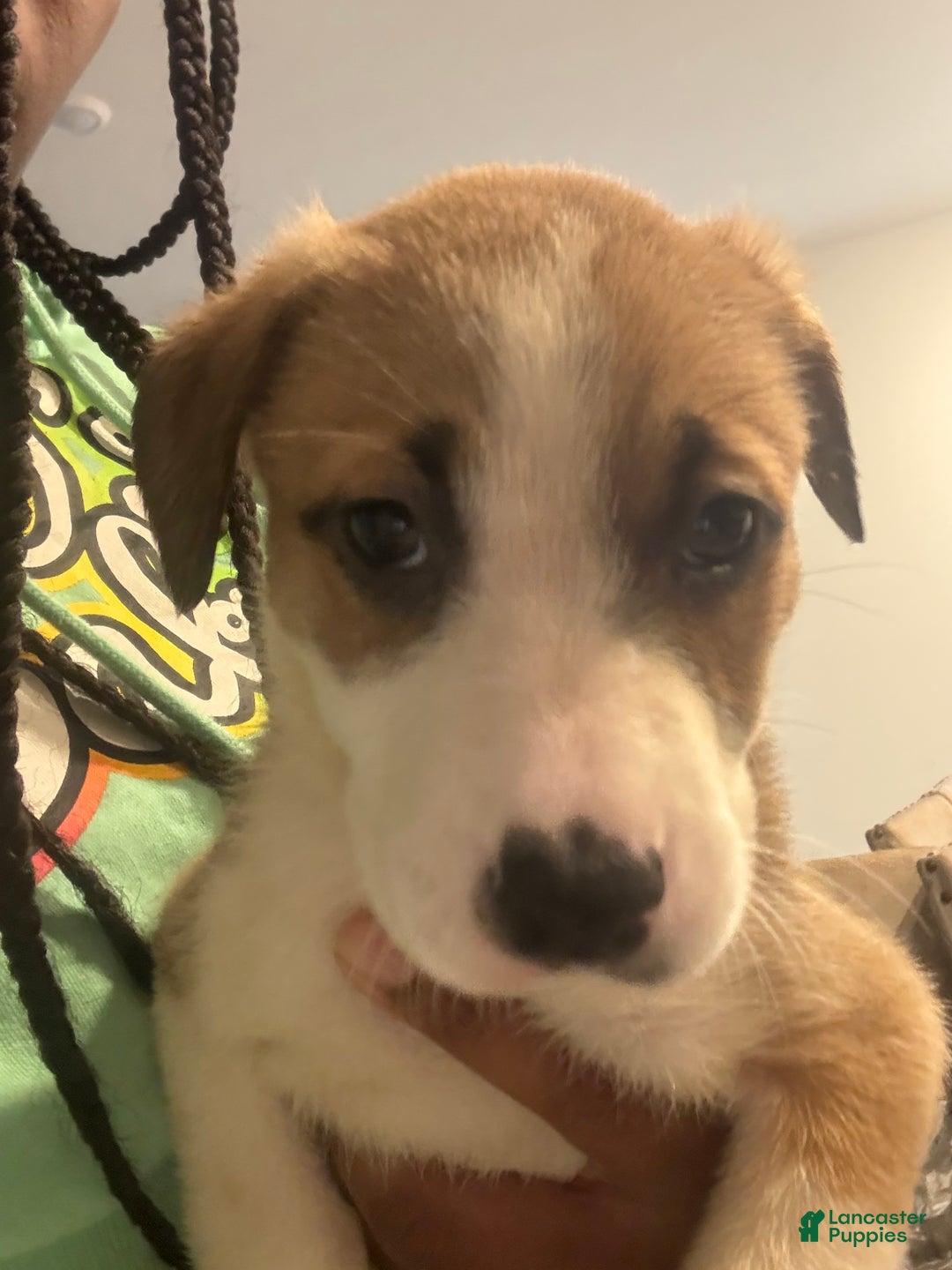 Mixed Breed dogs for sale: Mixed Breed Puppy 4 - Ad 1