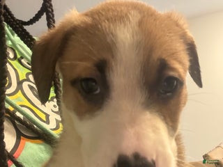 Mixed Breed dogs Mixed Breed Puppy 4 - Ad 17