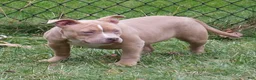 American Bully dogs for sale: Juno - Ad 4