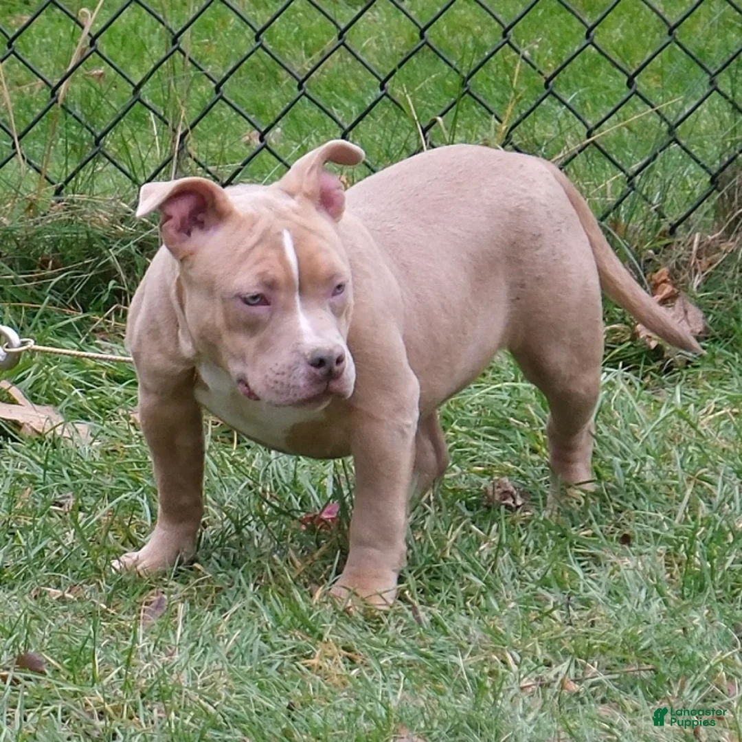 American Bully dogs for sale: Juno - Ad 4