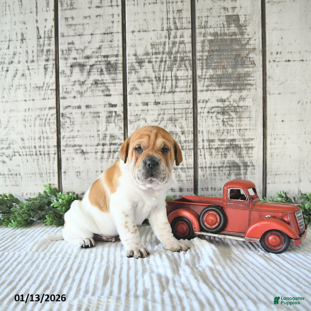 Mini Hippo dogs for sale: Dakota - Ad 4