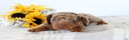 Dachshund dogs for sale: Oliver  - Ad 3