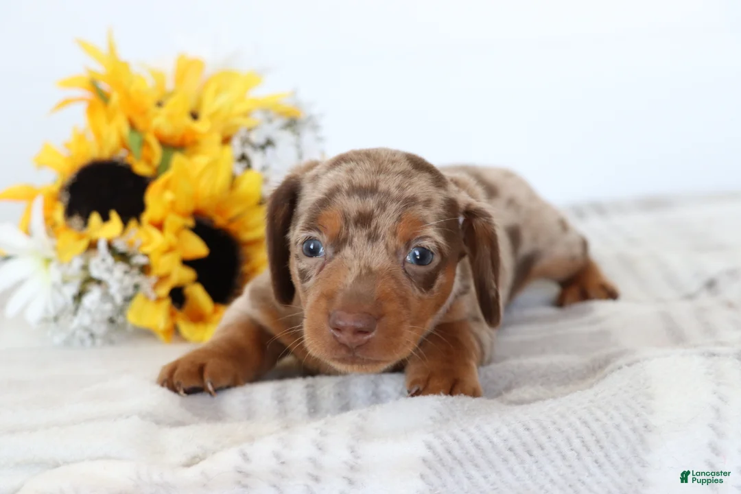 Dachshund dogs for sale: Oliver  - Ad 3