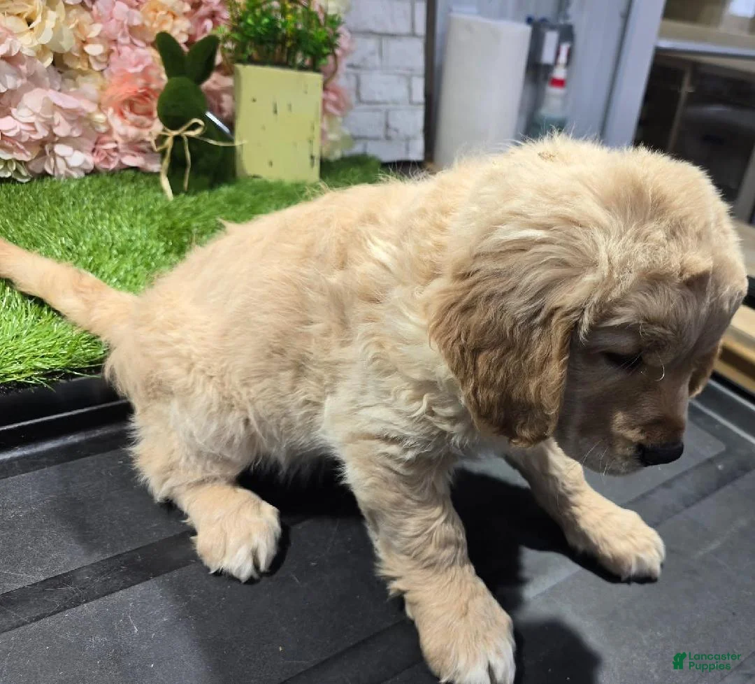 Golden Retriever dogs for sale: grechen - Ad 1