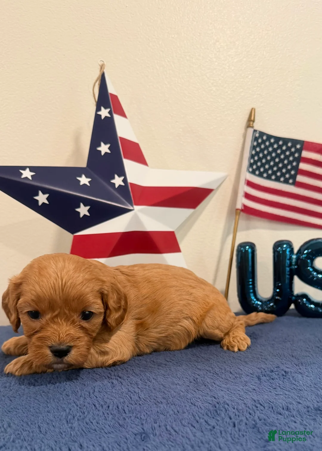 Cavapoo dogs for sale: Firecracker - Ad 2