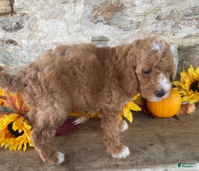 Mini Goldendoodle dogs Norris - Ad 2