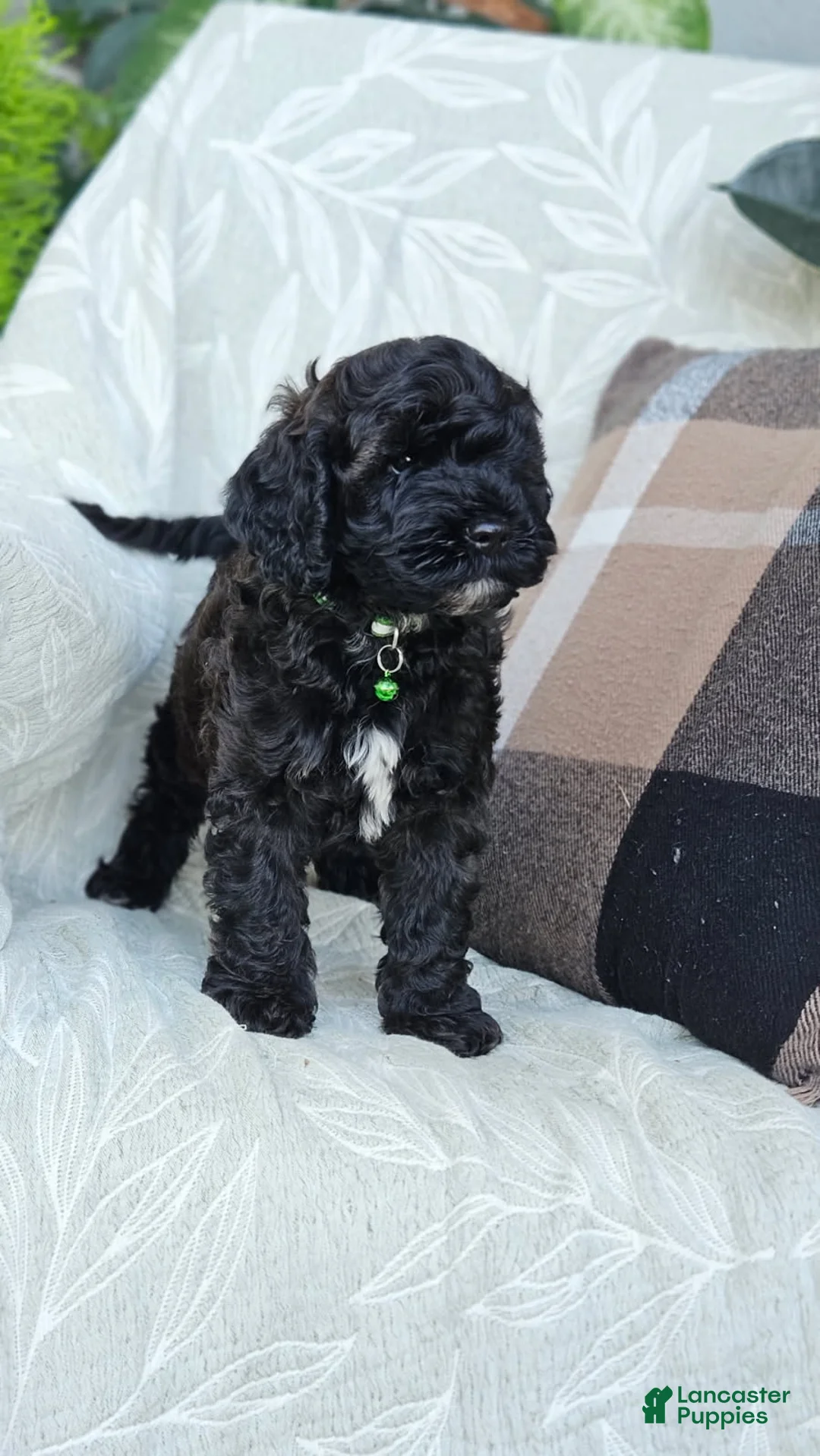 Cockapoo dogs for sale: Bailey - Ad 1