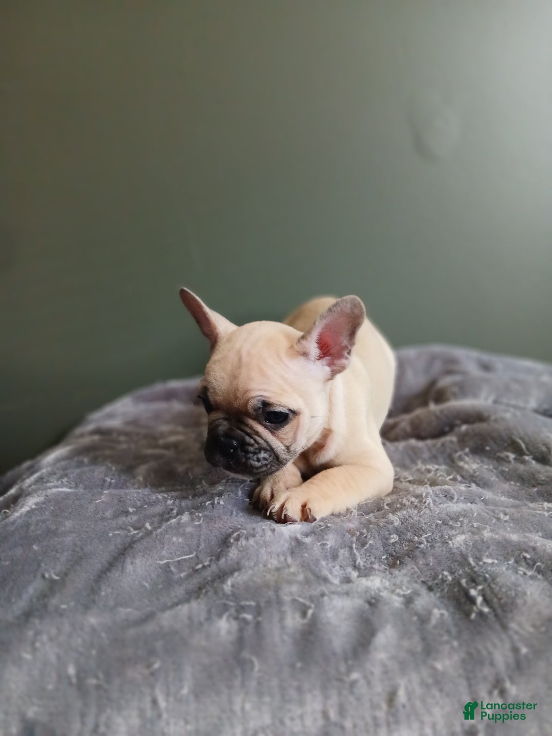 French Bulldog dogs for sale: French Bulldog Puppy 5 - Ad 1