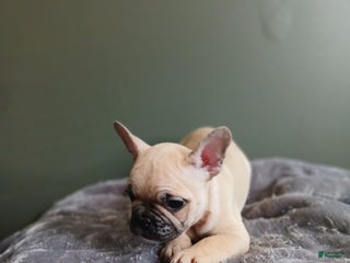 French Bulldog dogs for sale: French Bulldog Puppy 5 - Ad 4
