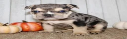 Mixed Breed dogs for sale: Hazel Female English Bulldog - Ad 4